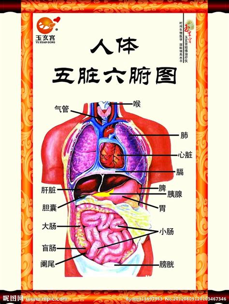 五腑|人体五脏六腑器官分布图及功能关系